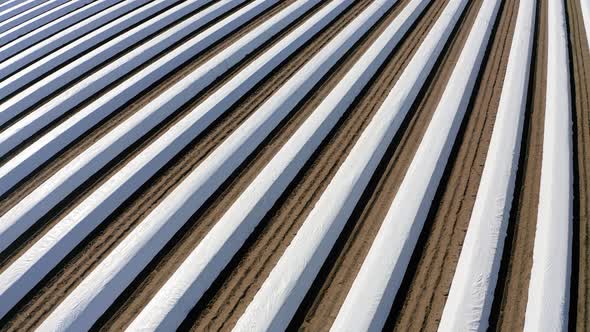 Push-Out Shot Of Covered Asparagus Fields