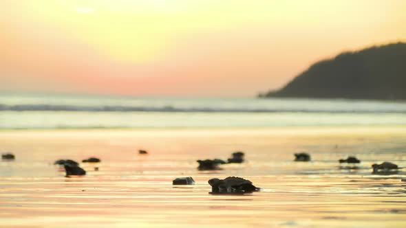 Atlantic Ridley sea Baby Turtles Crossing the Beach at Sunrise