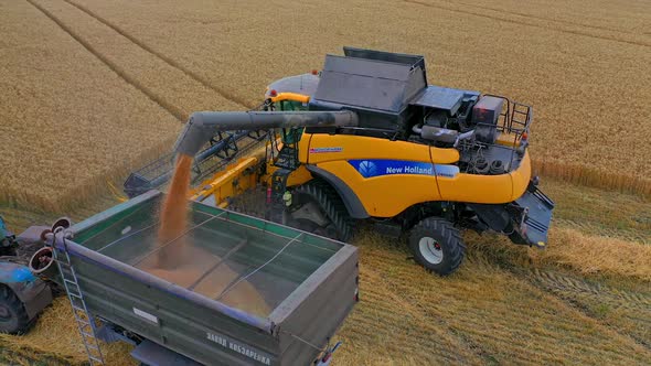 Combine unloading wheat into grain truck. Harvester machine harvesting wheat crop in countryside fie