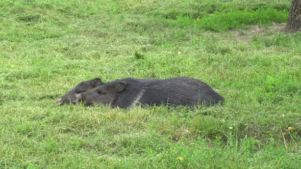 Boars sleep on the grass