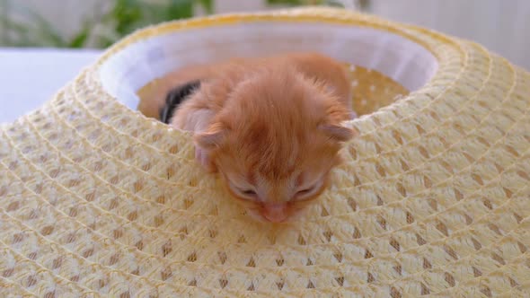 Little Fluffy Red Kitten Are Two Weeks Old, in a Straw Hat with Not Fully Open Eyes