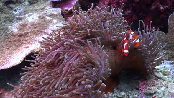 Clownfish (Amphiprion ocellaris) swimming in open anemone on tropical coral reef