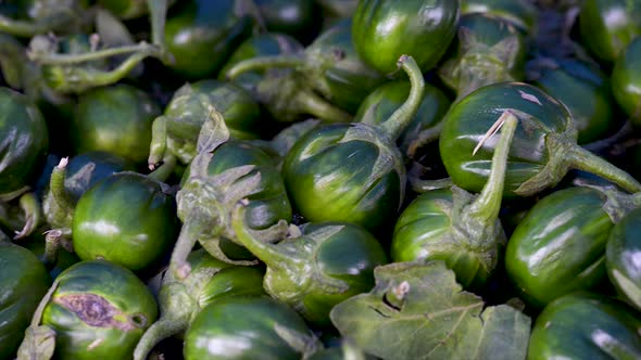 Solanum gilo, Scarlet eggplant, for sale at the free market, panoramic plan