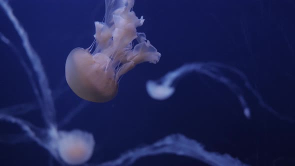 Jellyfish Move In The Water On A Blue Background