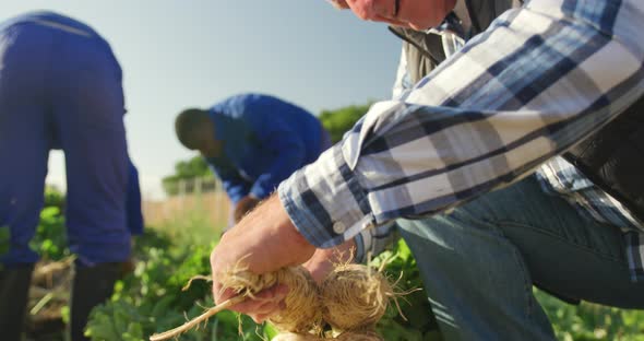 Mature man working on farm