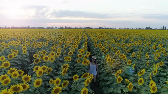 Happy Girl Runs Between Rows of Sunflowers Outdoors During Summer Holiday, Aerial Shooting From