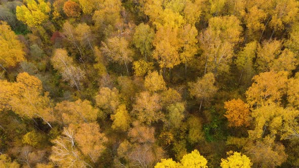 Yellow Crown of Trees in a Beautiful Forest in Autumn. Indian summer.Deciduous Forest, Top View.