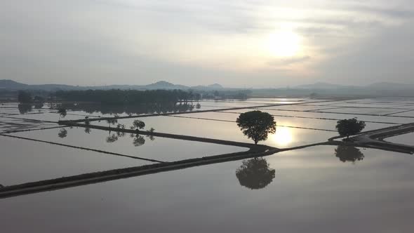 Aerial view silhouette trees in flood paddy field