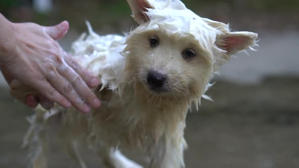 Cute Siberian Husky Puppy Bathing Outdoors