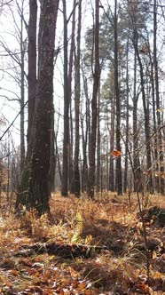 Vertical Video of Trees in the Forest Slow Motion