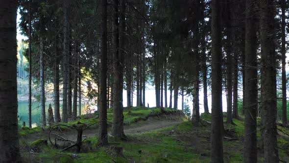 Speed riding an enduro mountain bike in autumn forest. Downhill ride in woods