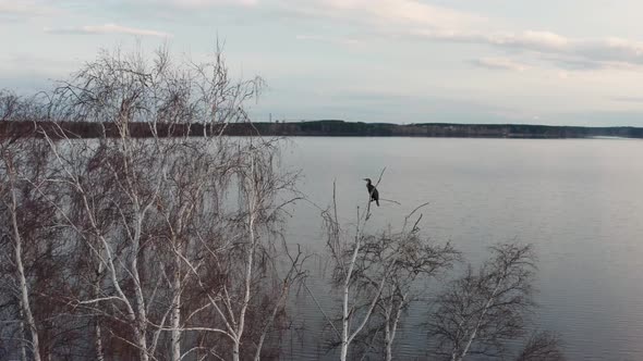 Aerial View of Birds on a Tree on an Island in the Center of the Lake