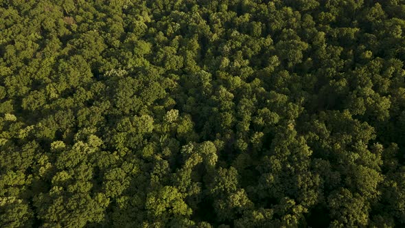 Aerial View of Beautiful Footage of Tropical Rainforest in Amazon