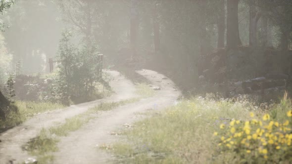 Sunbeams Entering Coniferous Stand on a Misty Summer Morning