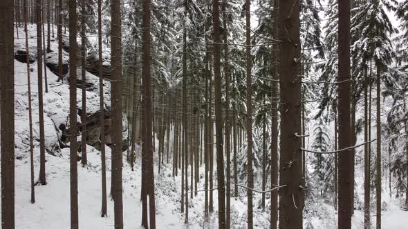 Drone shot of a winter forest in the Bohemian Paradise. 