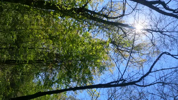 Vertical Video of the Forest in the Spring on a Sunny Day