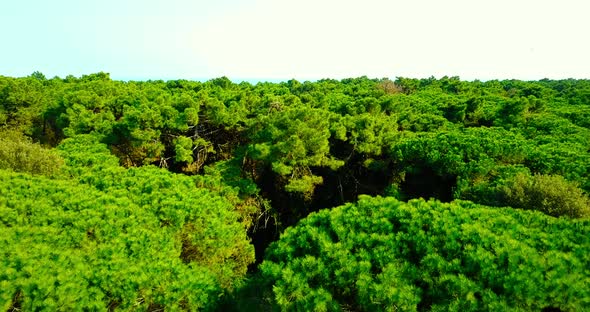 Aerial Motion Above Forest to Sea Beach with Dry Grass