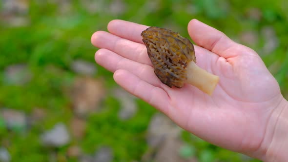 The Girl Holds Morchella Conica in Her Hand