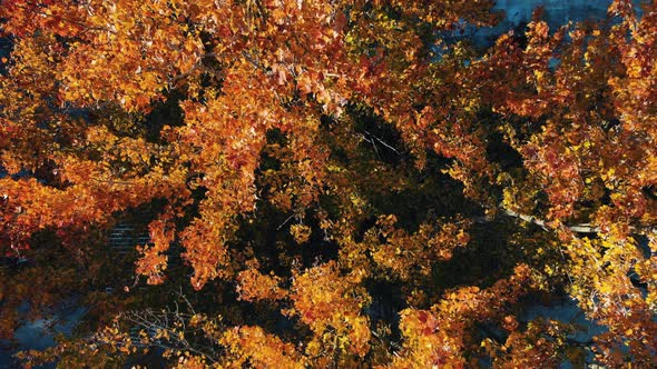 Drone Rising From Fall Leaves in City