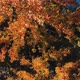 Drone Rising From Fall Leaves in City - VideoHive Item for Sale