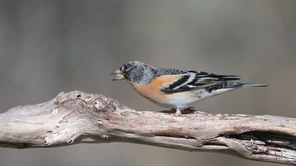 Brambling Fringilla montifringilla sit on a stick and eat seeds