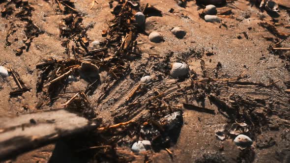 Shot of Sweeping Driftwood and Seashells With a Wooden Plank