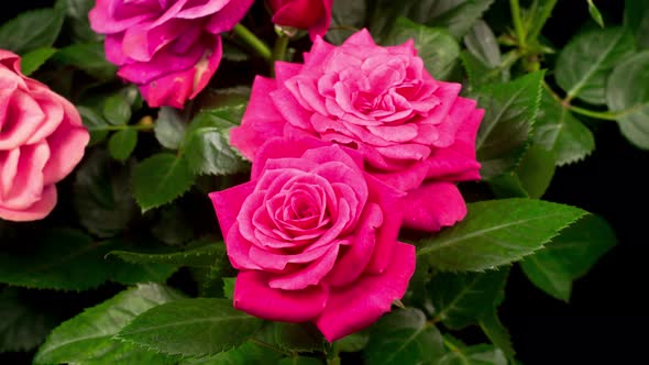 Time Lapse of Opening Pink Rose Flower