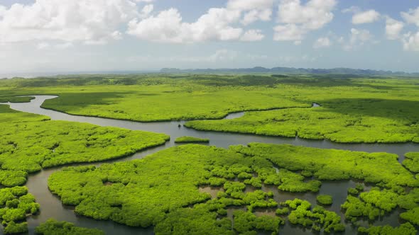 Fantasy Jungle Landscape of Tropical Rivers in the Mangrove Tropical Forest in Siargao, Philippines