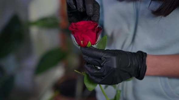 Closeup Red Rose in Female Hand with Unrecognizable Woman Tearing Off Petals in Slow Motion