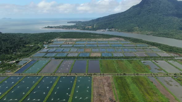 Prawn Fish Farm Aerial