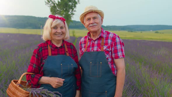 Senior Farmers Grandfather Grandmother in Blooming Field of Purple Lavender Flowers Harvesting