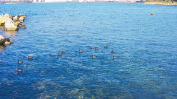 Istanbul Maltepe Bosphorus Aerial View Sea Ducks