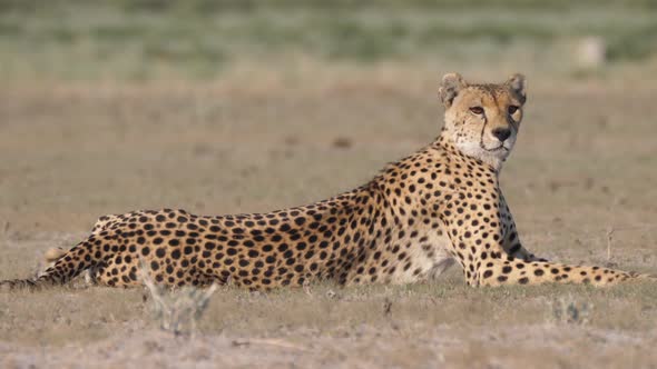 Cheetah looking focused around on the savanna