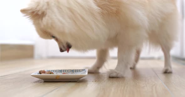 Feeding Pomeranian dog