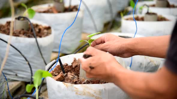 Plant The Sapling in Crop bags