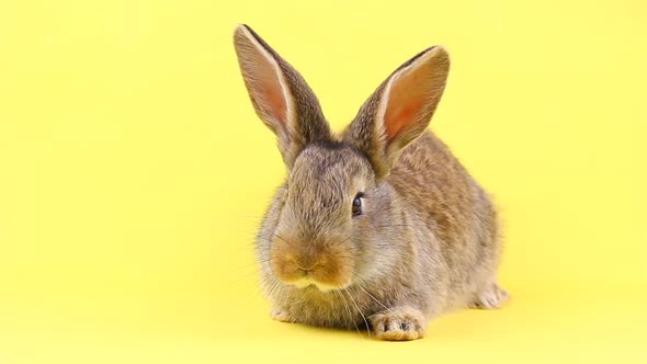 A Small Fluffy Calm Brown Easter Bunny Sitting on a Pastel Yellow Background