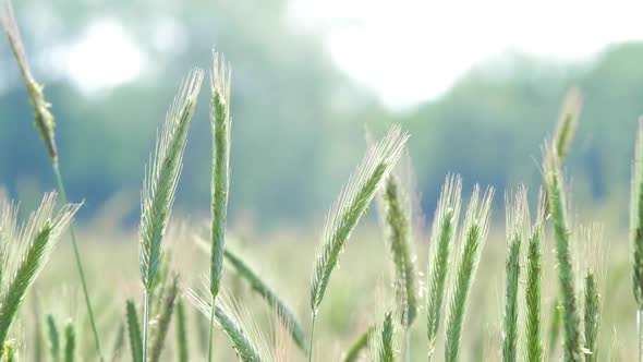 Rye Field Cereal Grain Agriculture