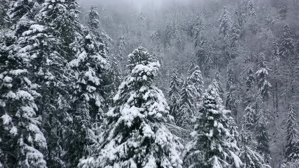 Flight Over Snowstorm in a Snowy Mountain Coniferous Forest Foggy Unfriendly Winter Weather
