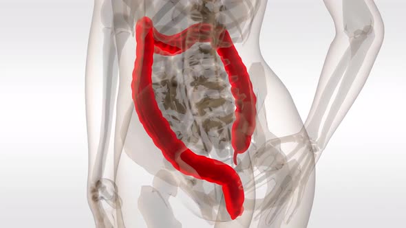 Human Male Colon 3d Anatomy