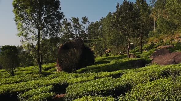 Panoramic landscape view of tea plantations, Munnar, Kerala, India