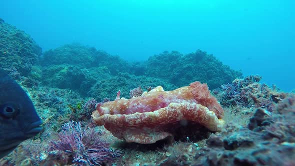 A slowing colourful marine critter interacting with a curious black fish swimming around