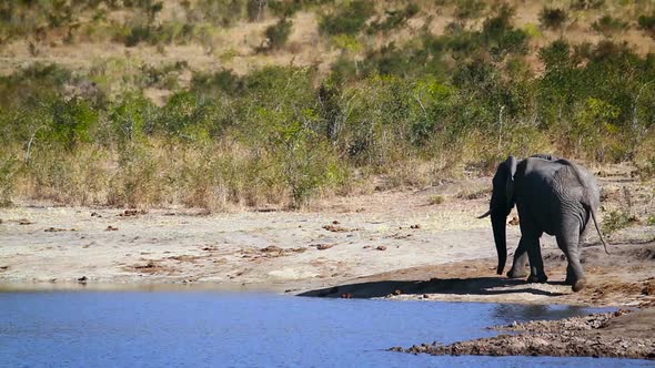 African bush elephant in Kruger National park, South Africa