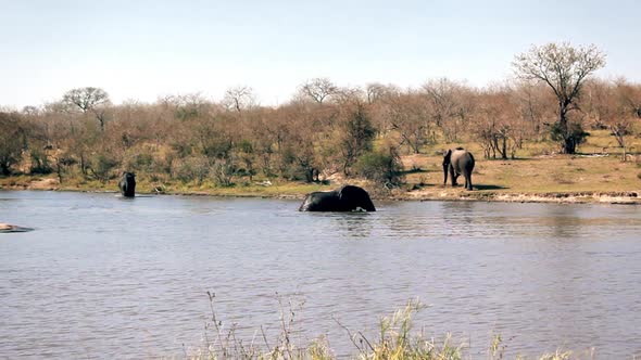 group of elephant taking a bath