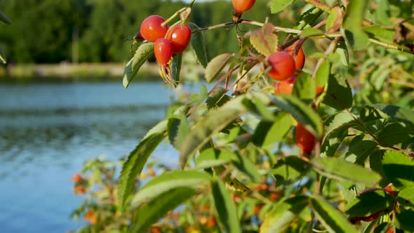 Ripe Wild Rose On A Tree Branch Against The Background Of The River. Red Berry.