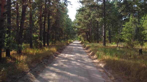 a Road in a Pine Forest