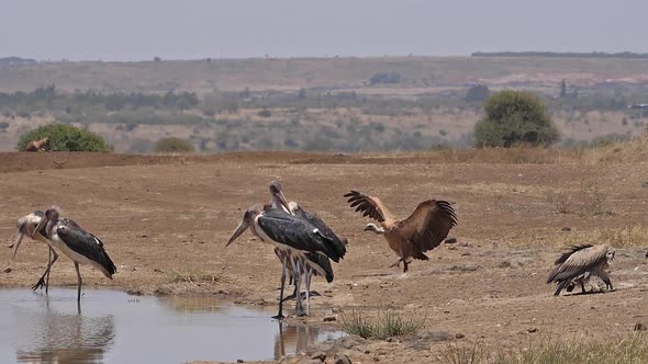 African white-backed vulture, gyps africanus, Group standing at the Water Hole, Marabou Stork