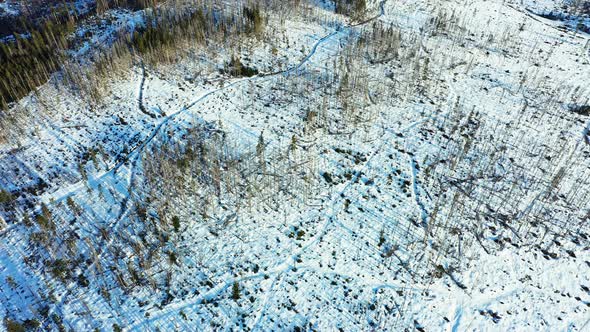 Snowy landscape of Carpathian forest. Aerial panoramic view