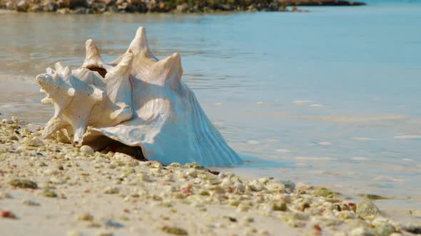 Empty Conch Lying On The Sandy Shore With Waves On The Background In Bonaire. - medium shot