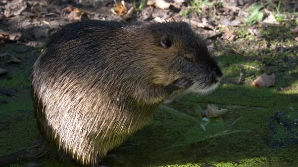 Cute Nutria in moss river stream cleaning face with hands in morning.Close up shot.