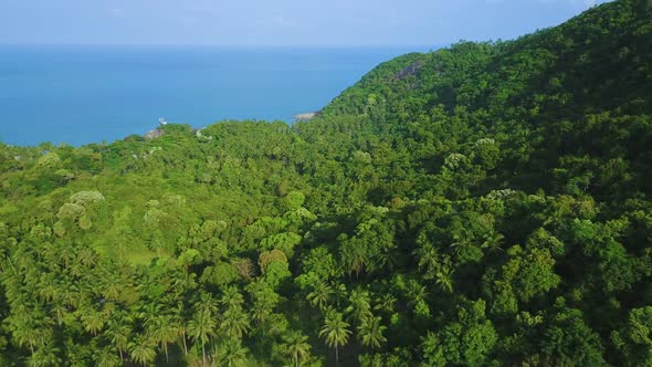 Dense Forest Trees Seascape Background Aerial View